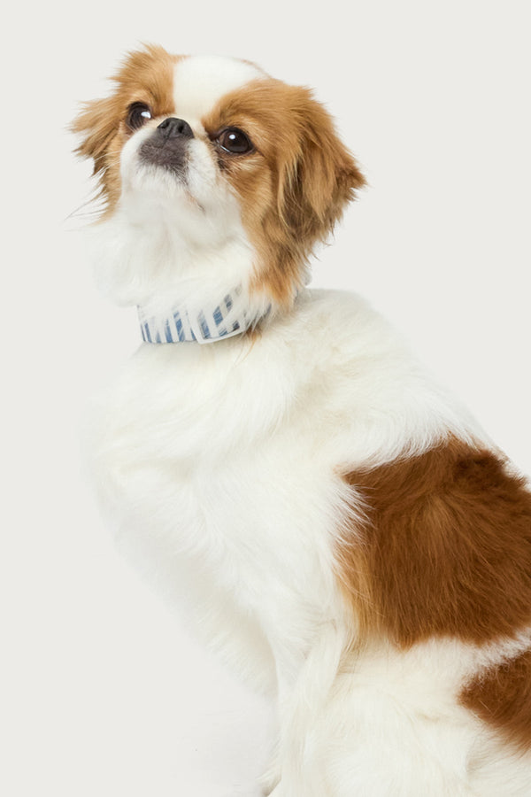 Striped Pet Collar view 2