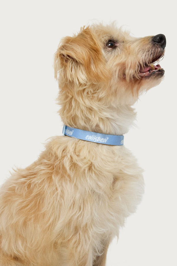 Edikted Pet Collar view 1