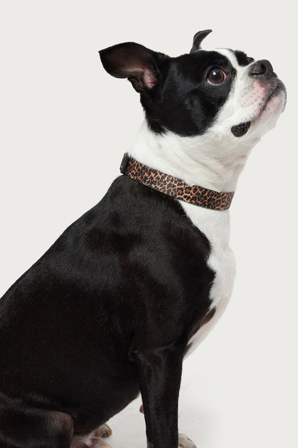 Leopard Print Pet Collar view 1