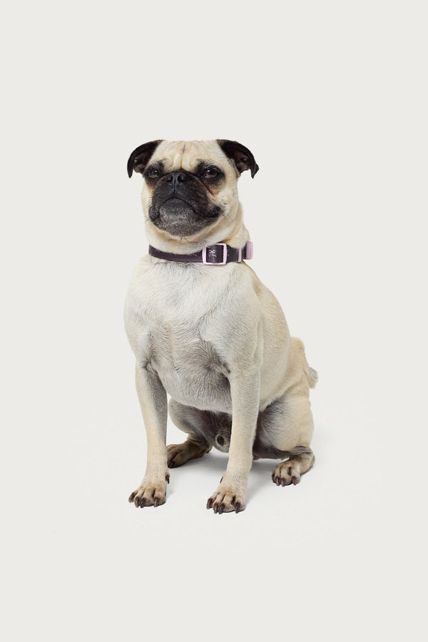 Bonney Bow Pet Collar view 2