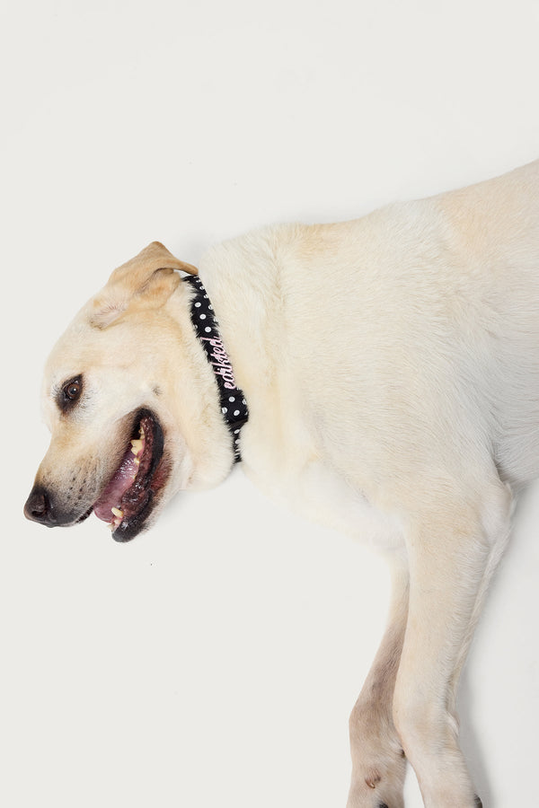 Spotted Edikted Pet Collar view 2