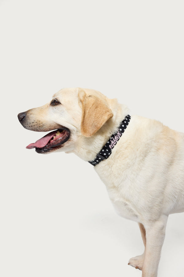 Spotted Edikted Pet Collar view 1
