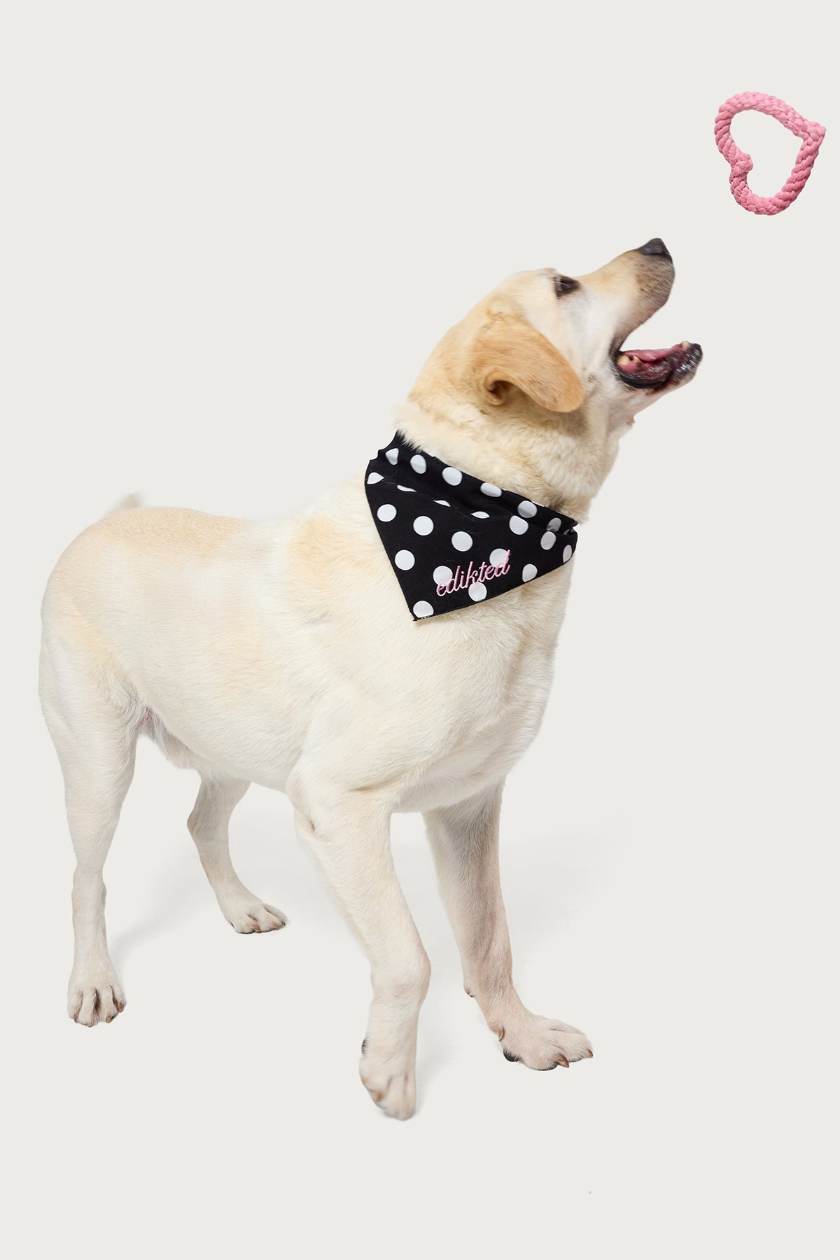 Fetching Heart Rope Toy