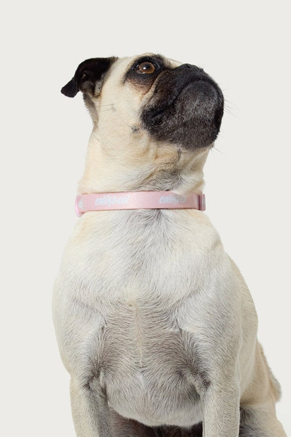 Edikted Pet Collar view 1