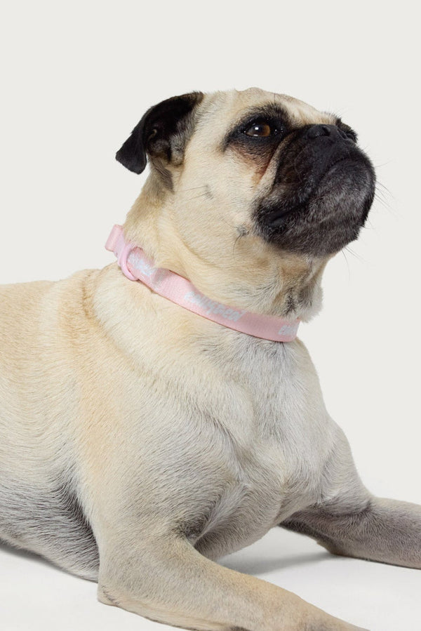 Edikted Pet Collar view 2