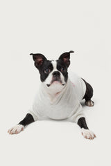 Sasha Bow Detail Pet Hoodie