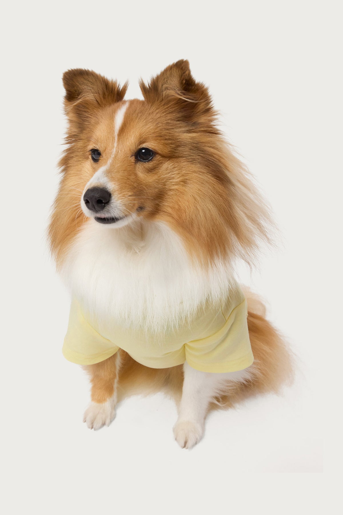 Daylily Pet T Shirt