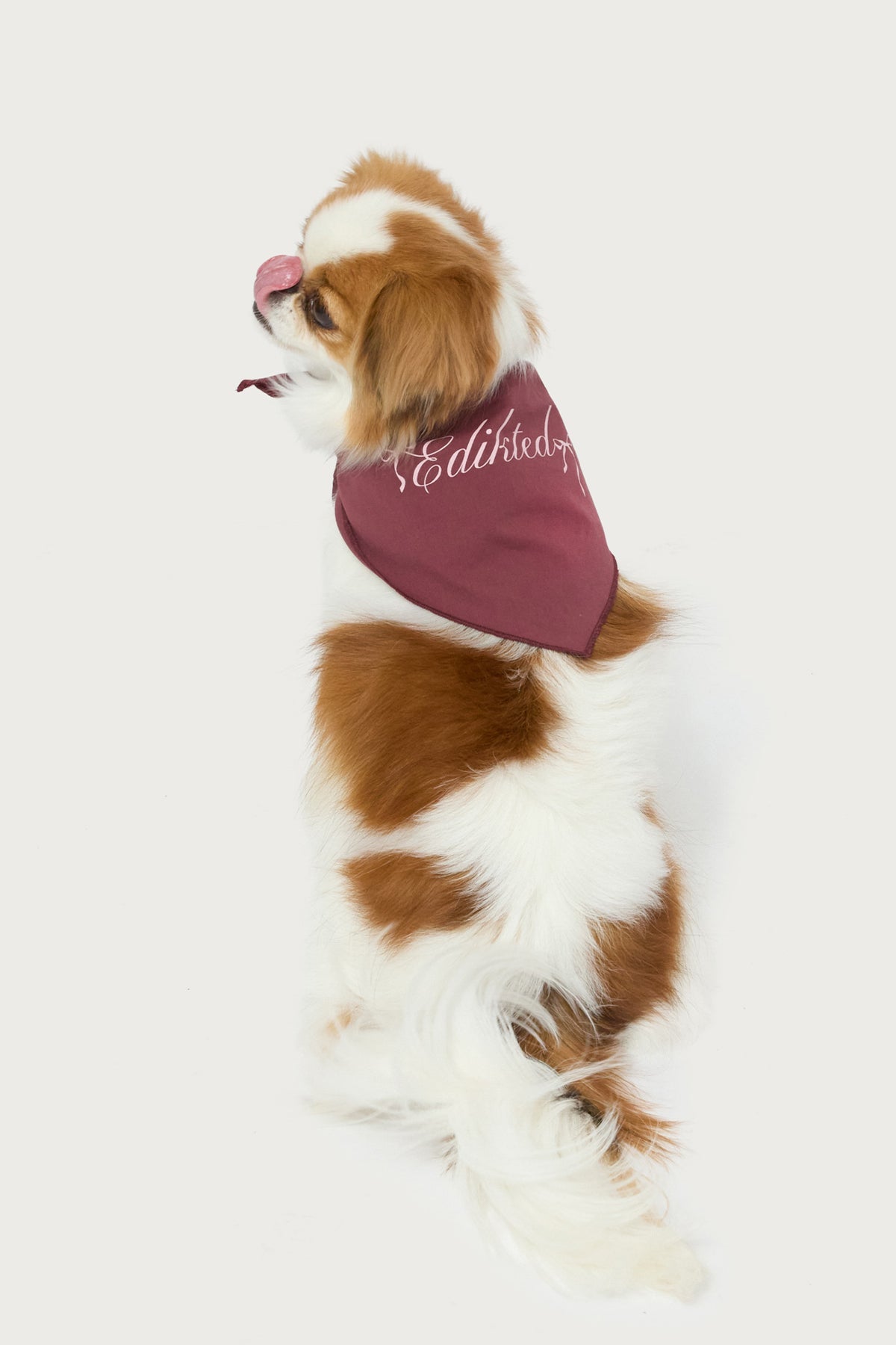 Sasha Bow Pet Bandana