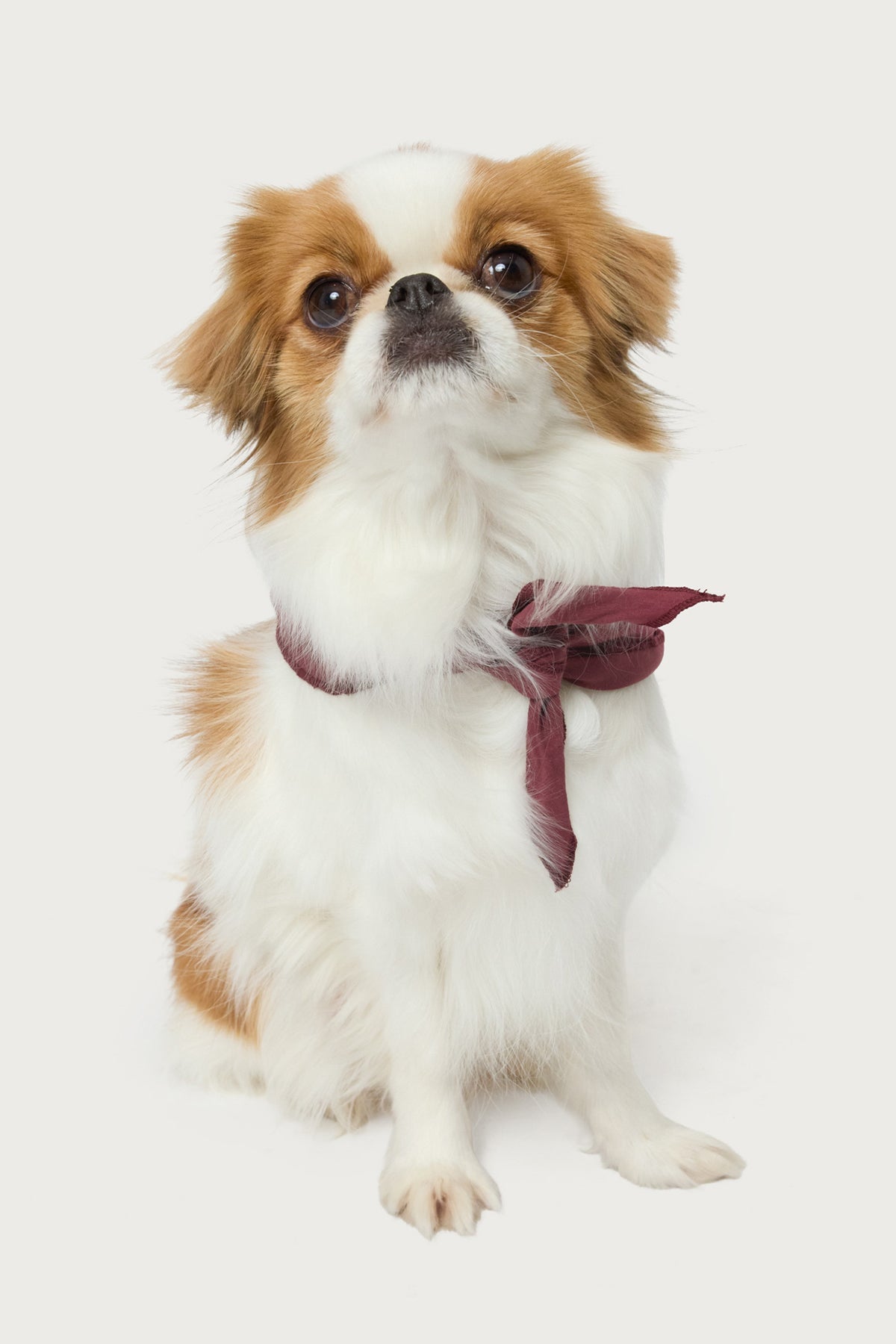 Sasha Bow Pet Bandana