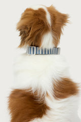 Striped Pet Collar