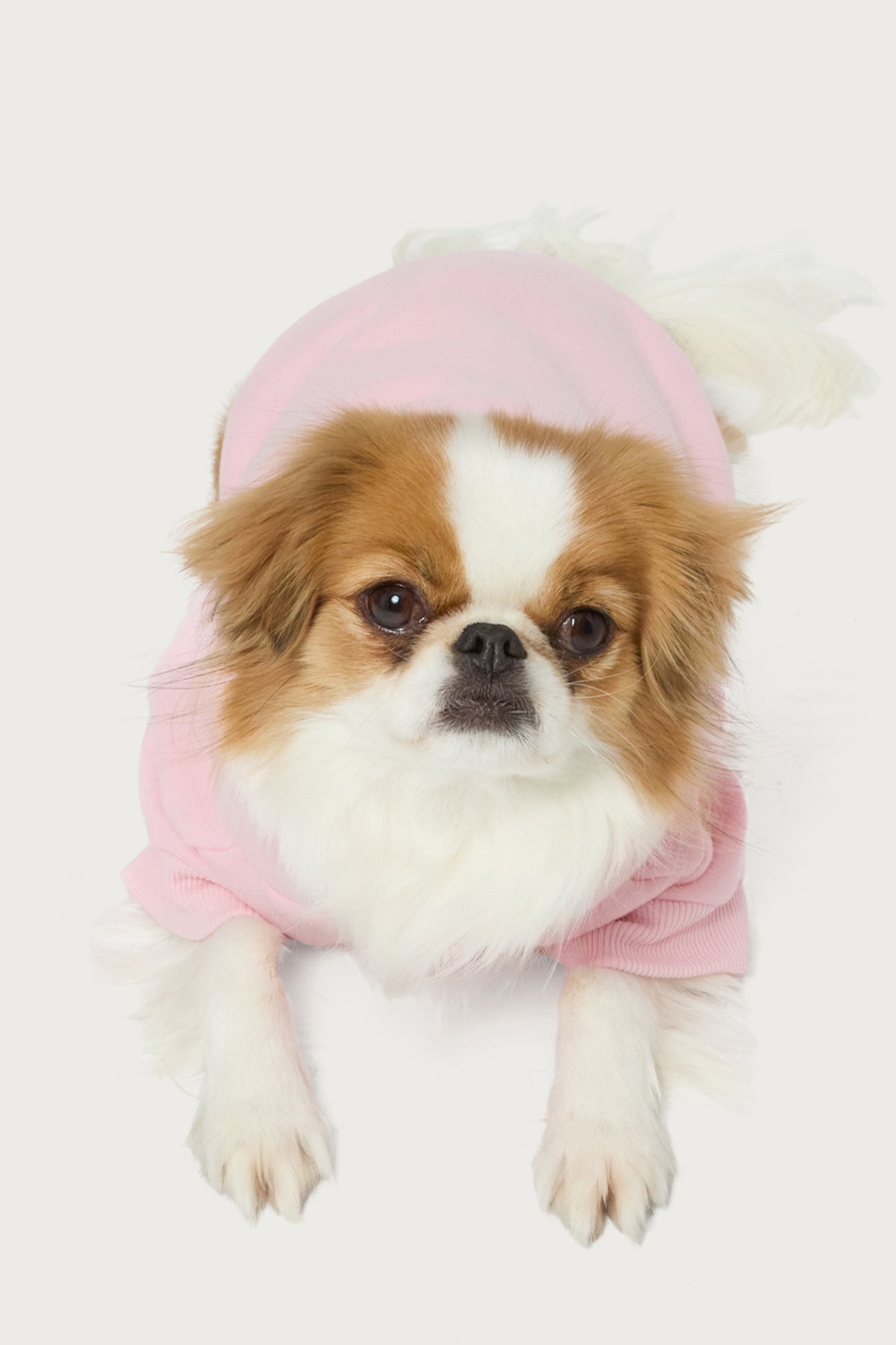 Totally Edikted Pet Hoodie