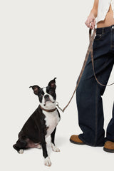 Leopard Print Pet Collar