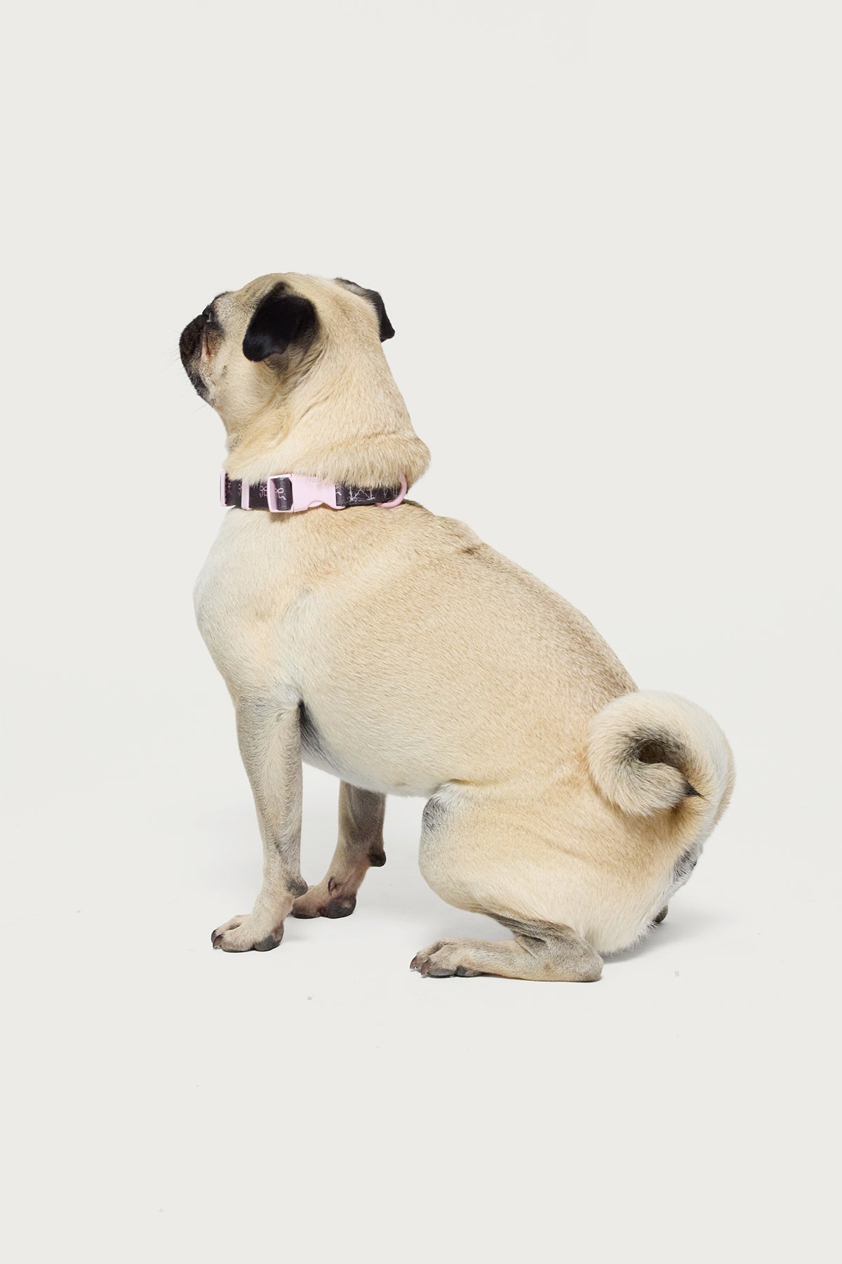 Bonney Bow Pet Collar