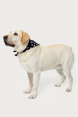 Polka Dot Edikted Pet Bandana